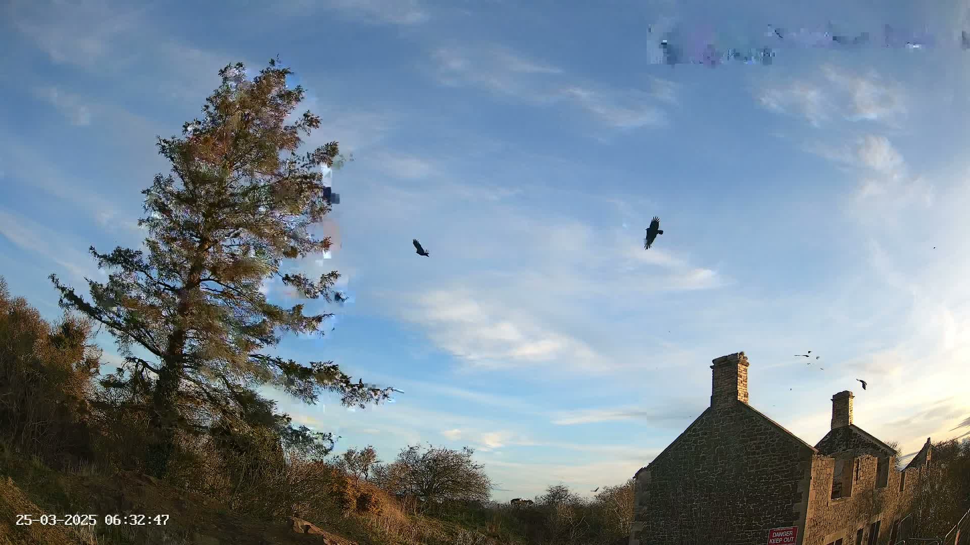 A tall evergreen tree stands to the left of a partly ruined stone building under a mostly clear, bright blue sky with several birds in flight.