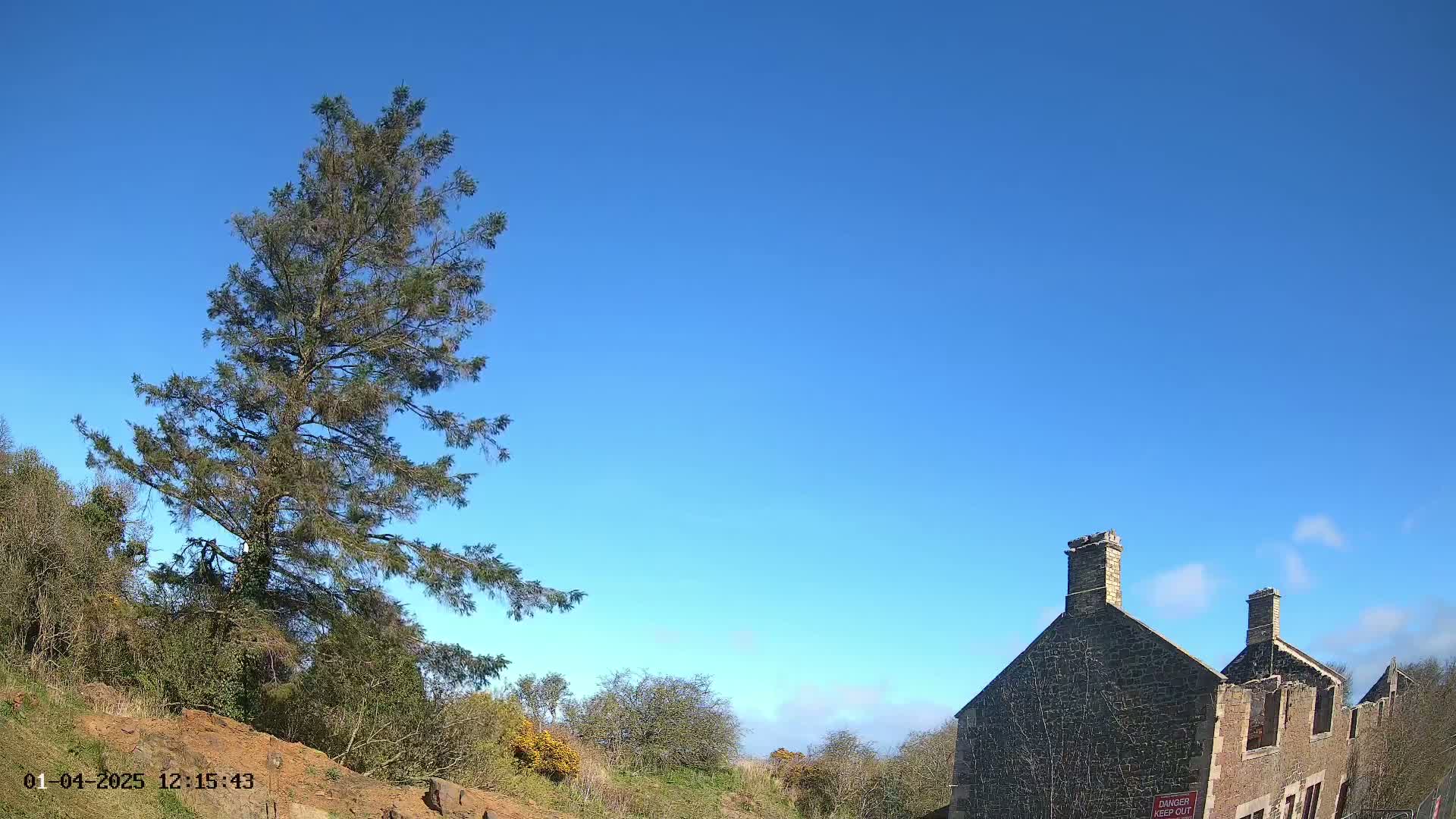Under a clear blue sky, a tall evergreen tree stands to the left of a partially ruined stone building.