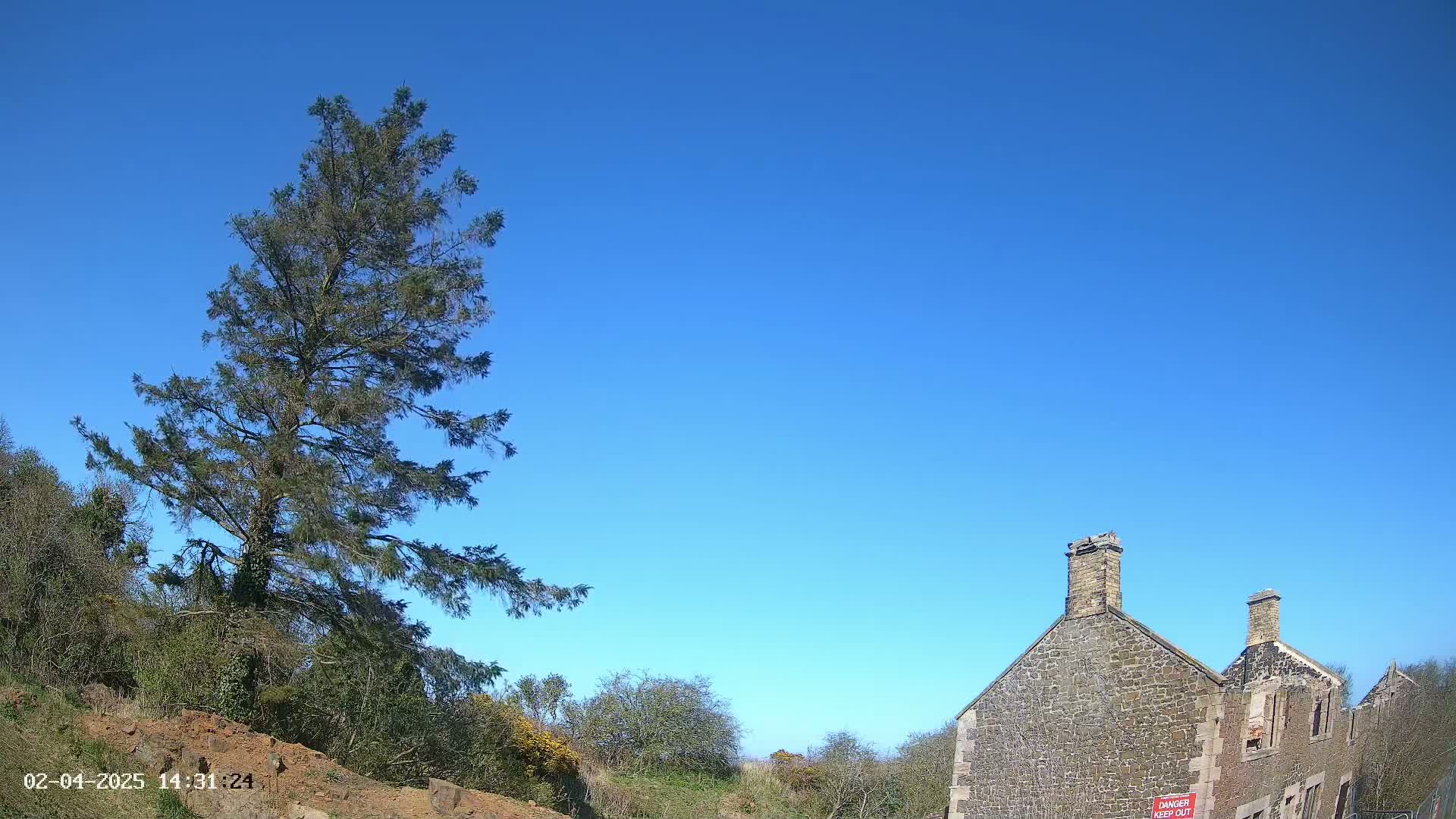 A tall evergreen tree stands to the left of a partially ruined stone building under a clear blue sky.