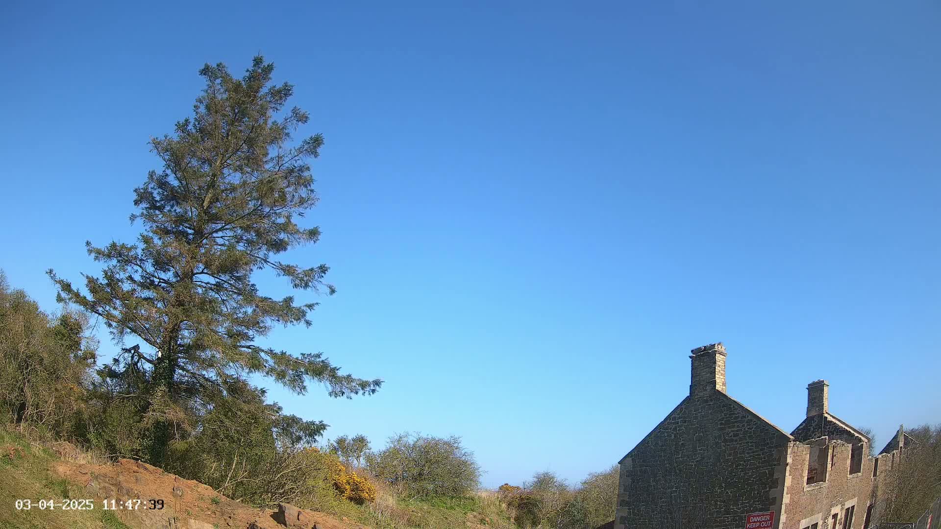 A tall evergreen tree stands to the left of a partially ruined stone building under a clear blue sky.