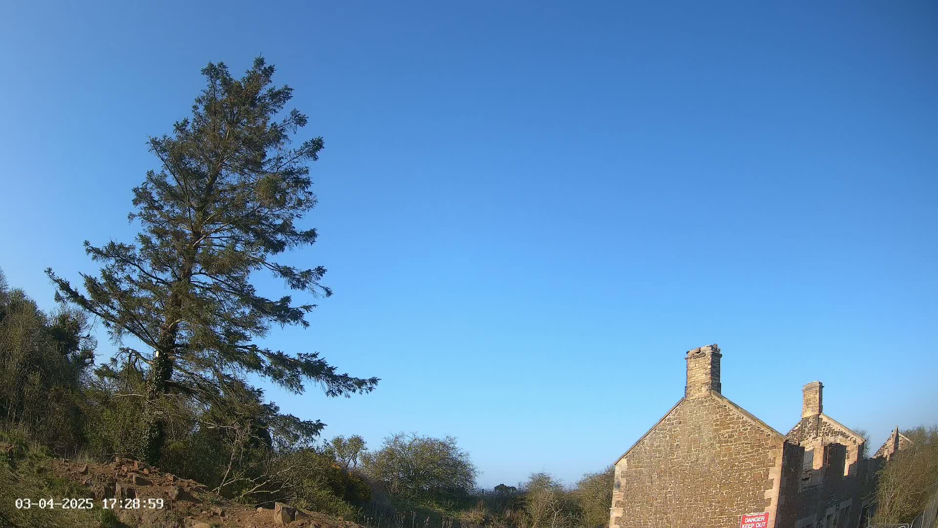 A tall evergreen tree stands to the left of a partially ruined stone building under a clear blue sky.
