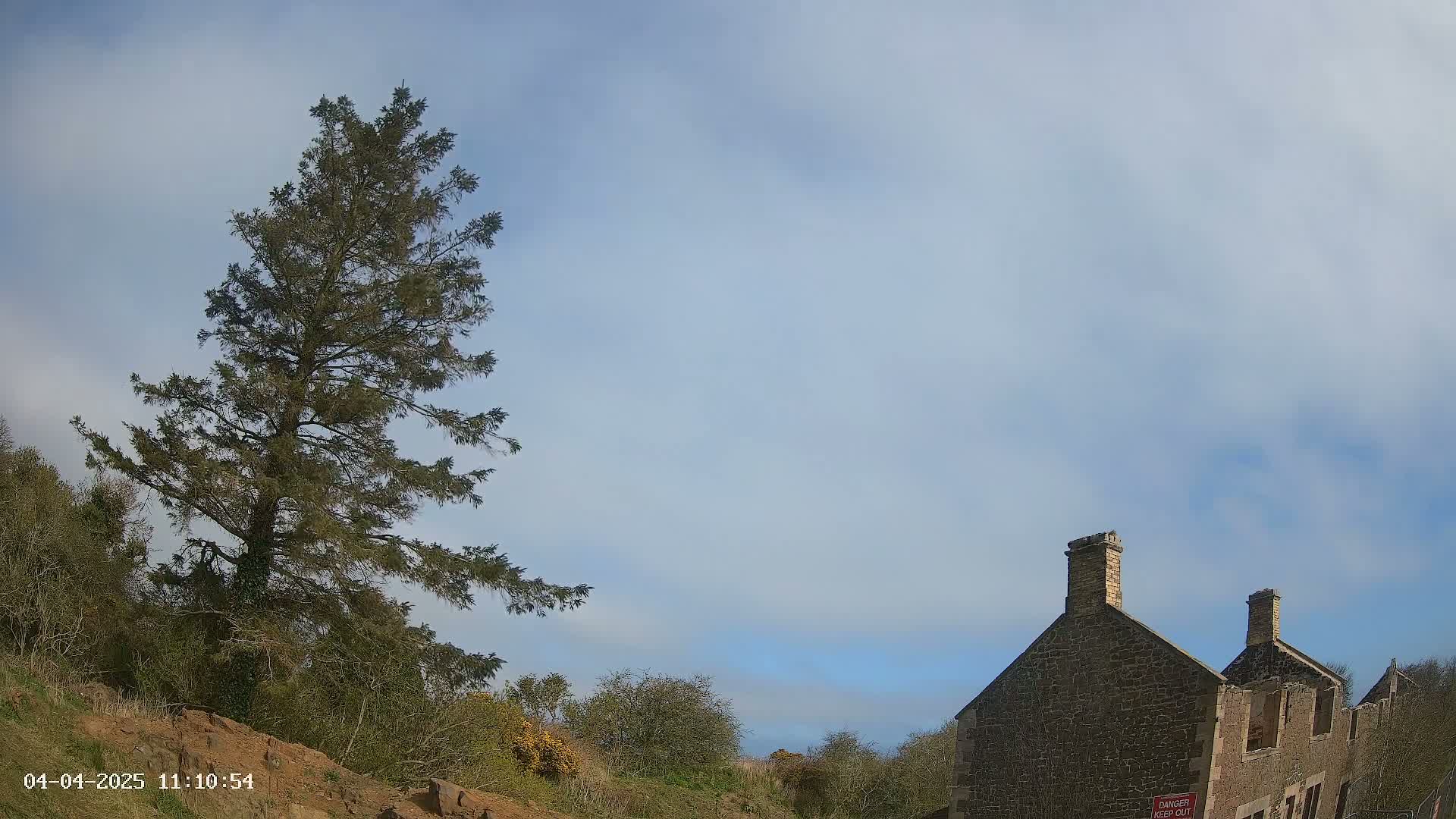 A tall evergreen tree stands to the left of a partially ruined stone building under a mostly clear, light blue sky.