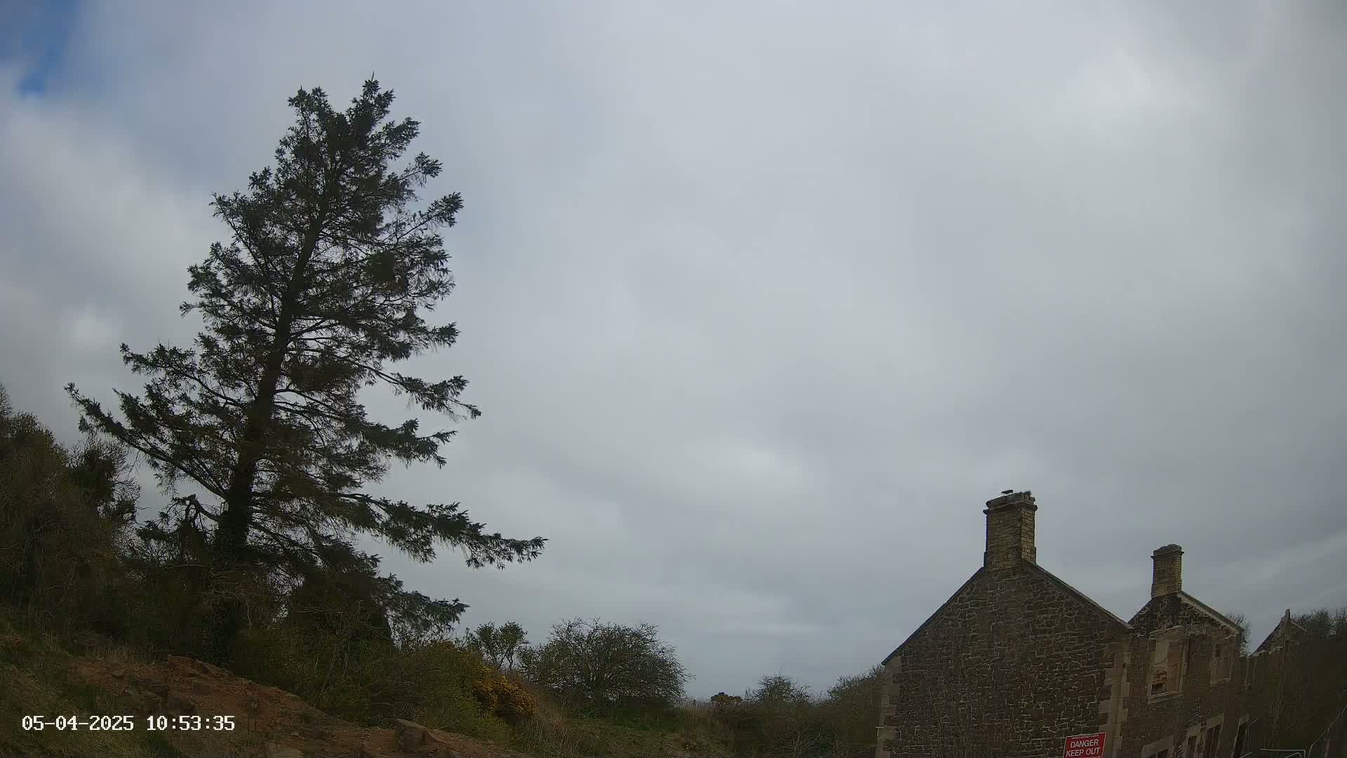 A tall, dark evergreen tree stands to the left of a stone building under an overcast sky.