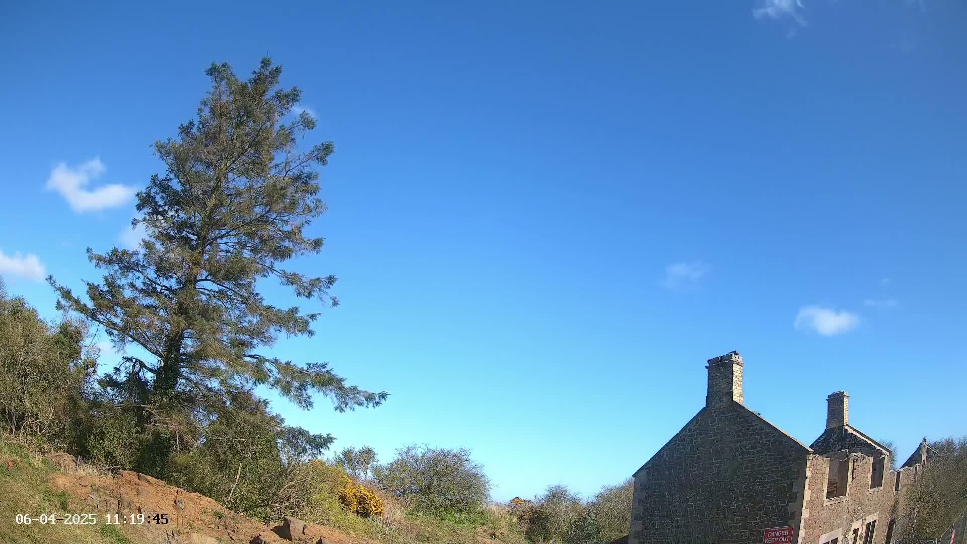 A tall evergreen tree stands to the left of a partially ruined stone building under a clear blue sky with a few scattered clouds.