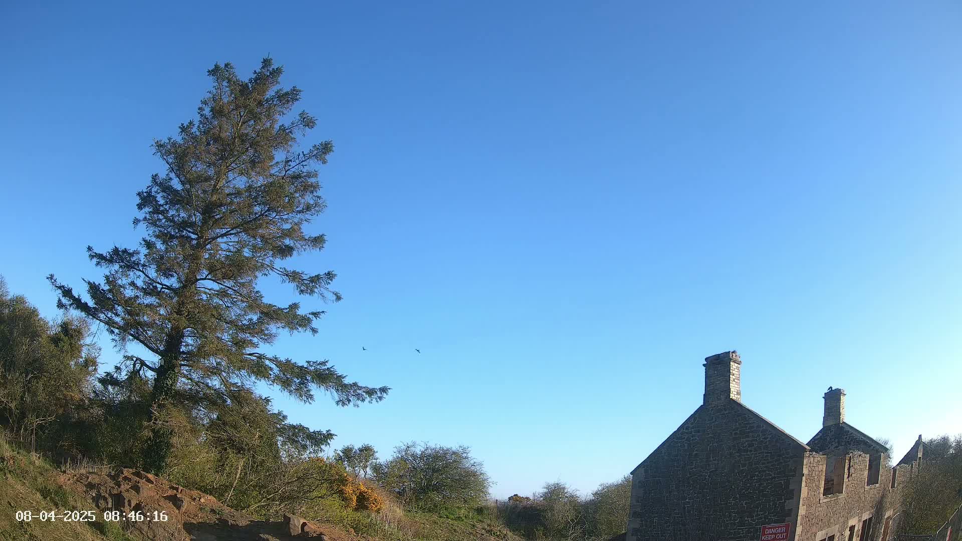 Under a clear blue sky, a tall evergreen tree stands to the left of a partially ruined stone building.