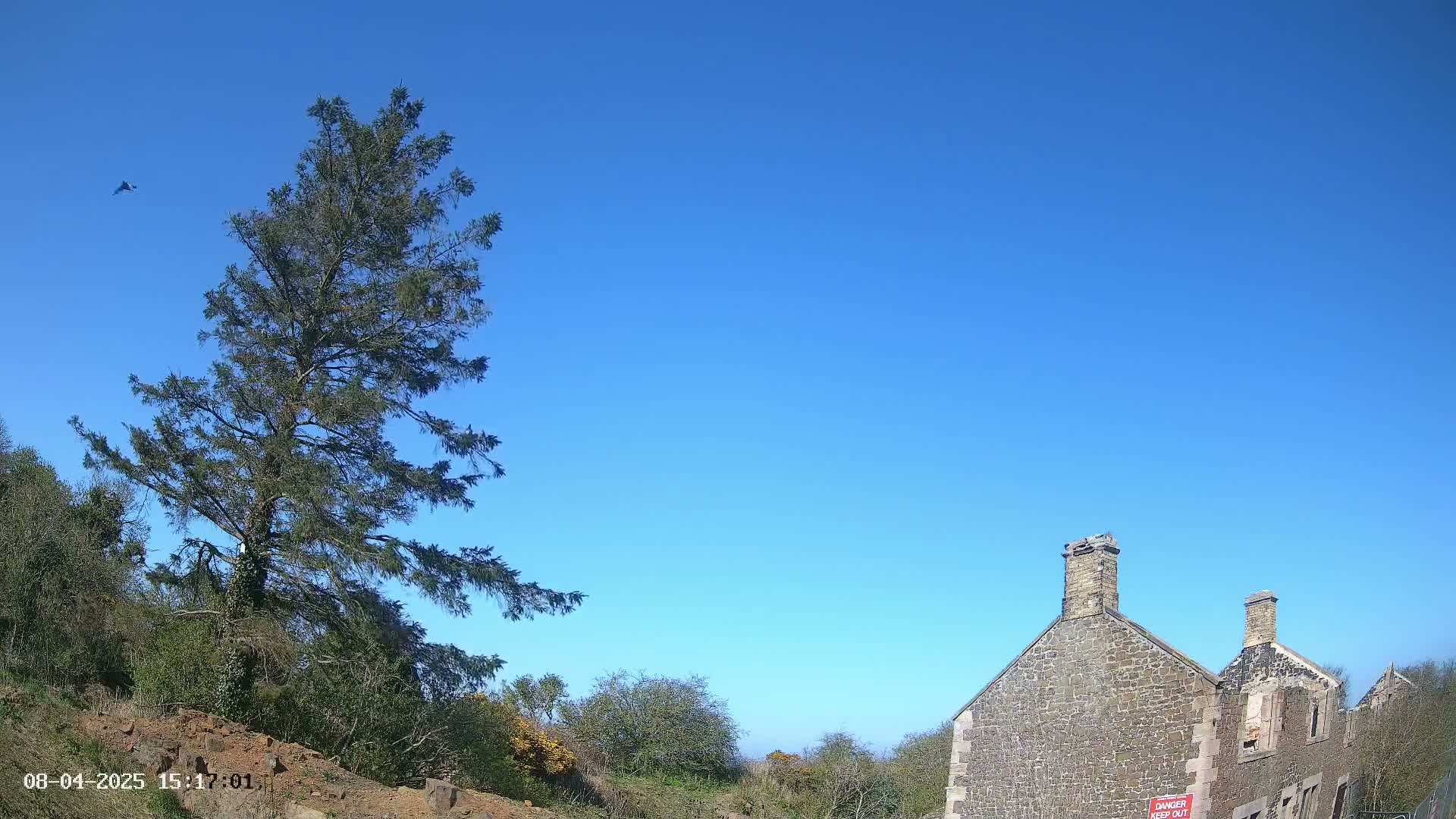 A tall evergreen tree stands to the left of a partially ruined stone building under a clear blue sky.