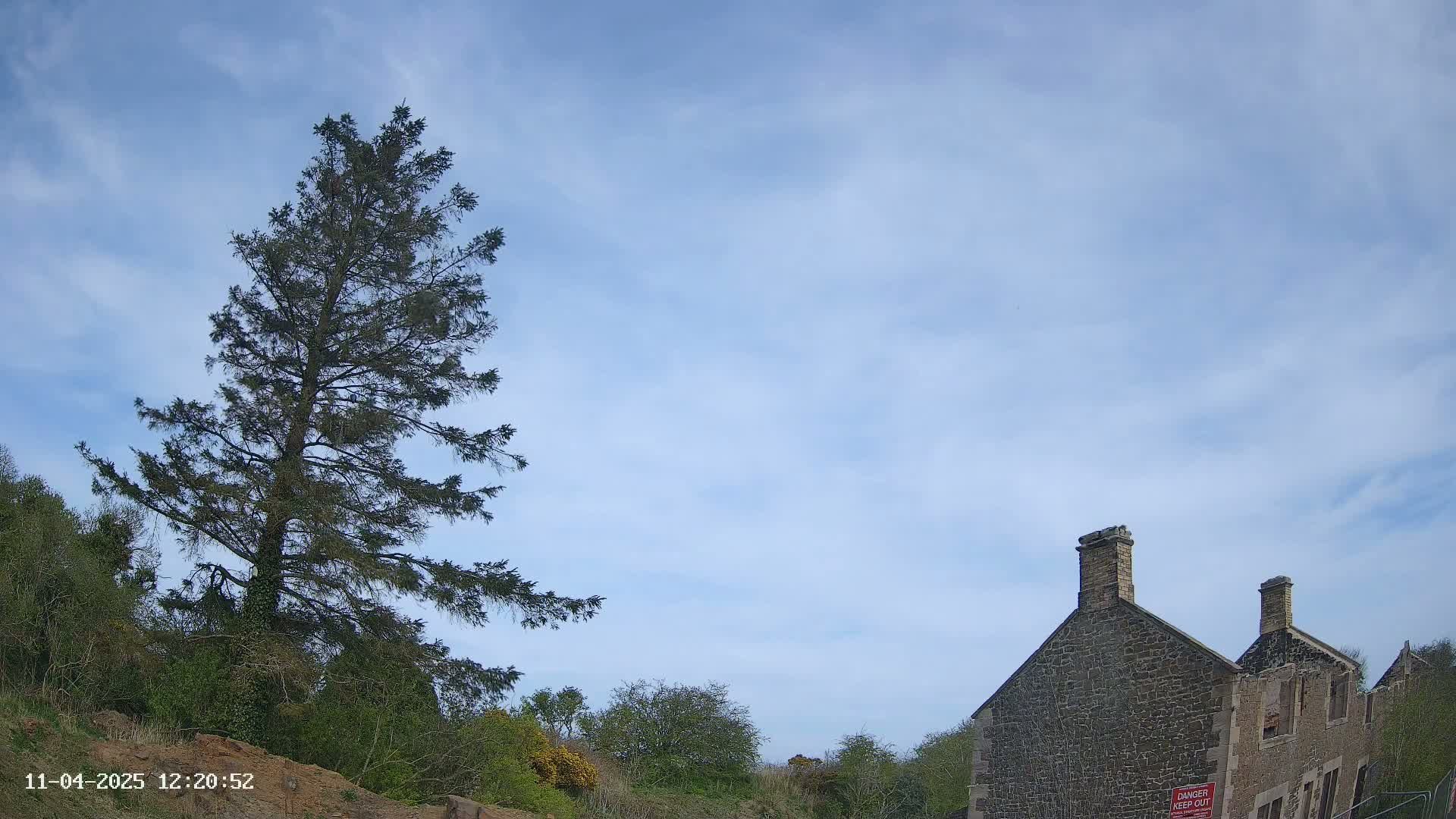 A tall evergreen tree stands to the left of a partially ruined stone building under a mostly clear, light blue sky.