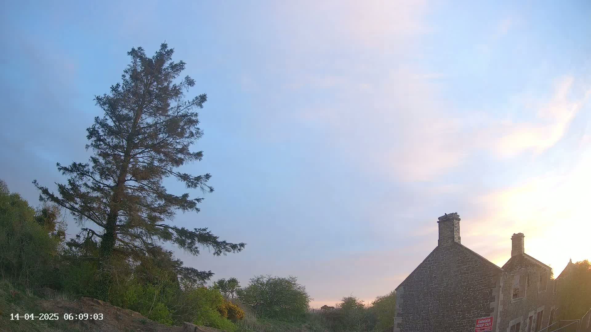 A tall evergreen tree stands to the left of a stone building under a pale blue sky with hints of pink near the horizon.
