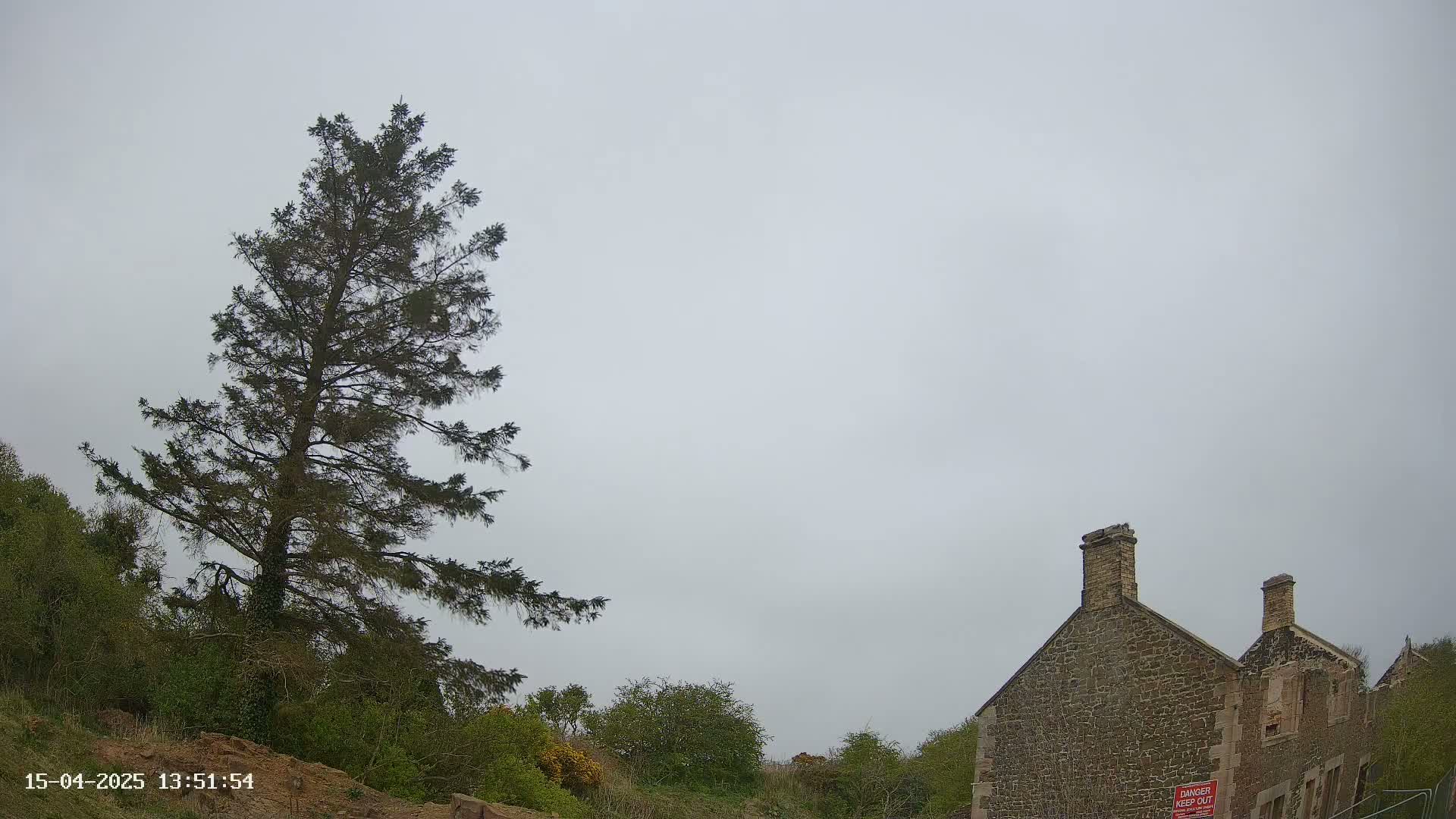 A tall evergreen tree stands to the left of a partially ruined stone building under an overcast sky.