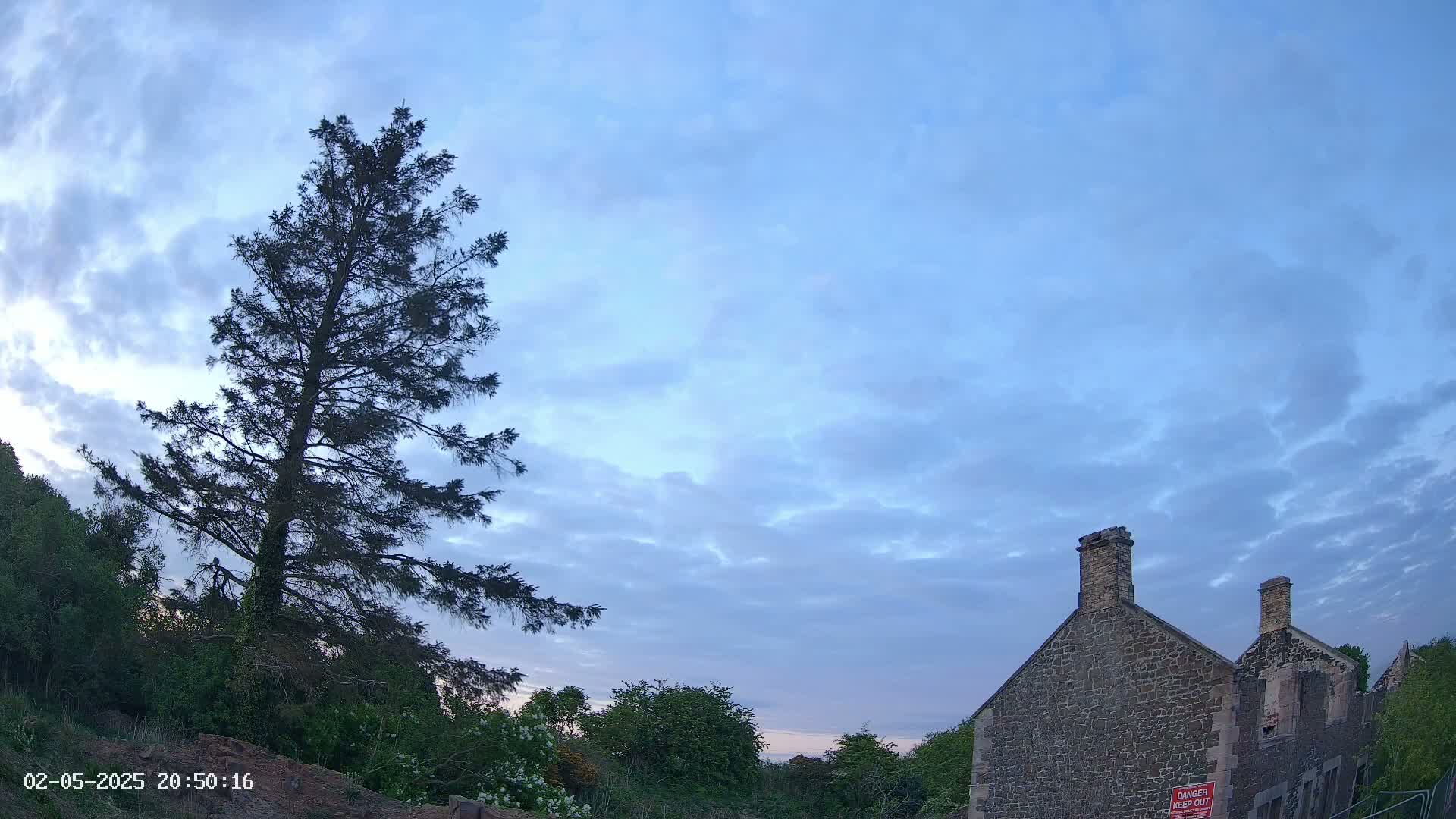 Under a mostly clear, light-blue sky, a tall evergreen tree stands to the left of a partially ruined stone building.