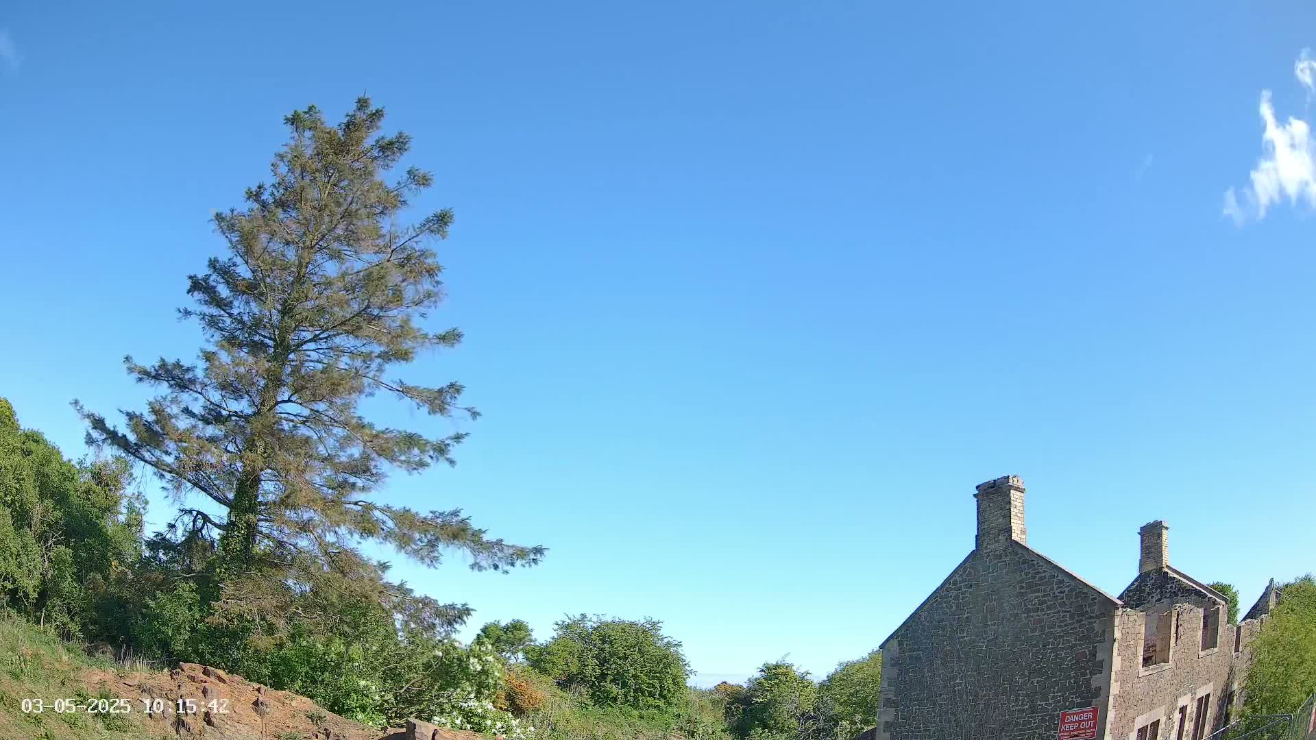 Under a clear blue sky, a tall pine tree stands beside a partially ruined stone building surrounded by greenery.