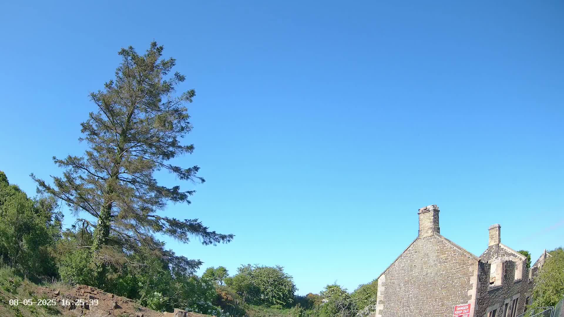 A tall evergreen tree stands to the left of a partially ruined stone building under a clear blue sky.