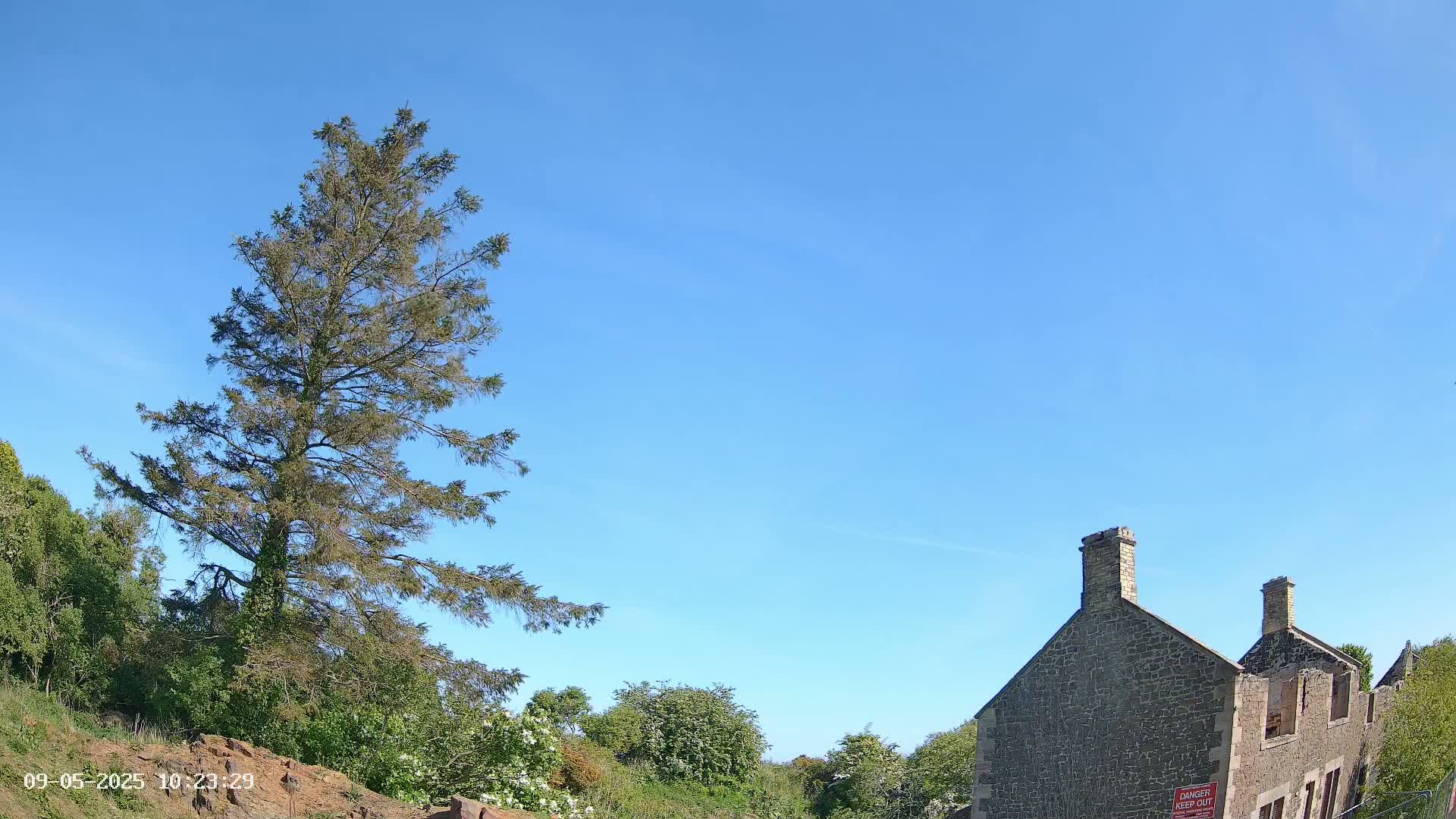 A tall evergreen tree stands to the left of a partially ruined stone building under a clear blue sky.