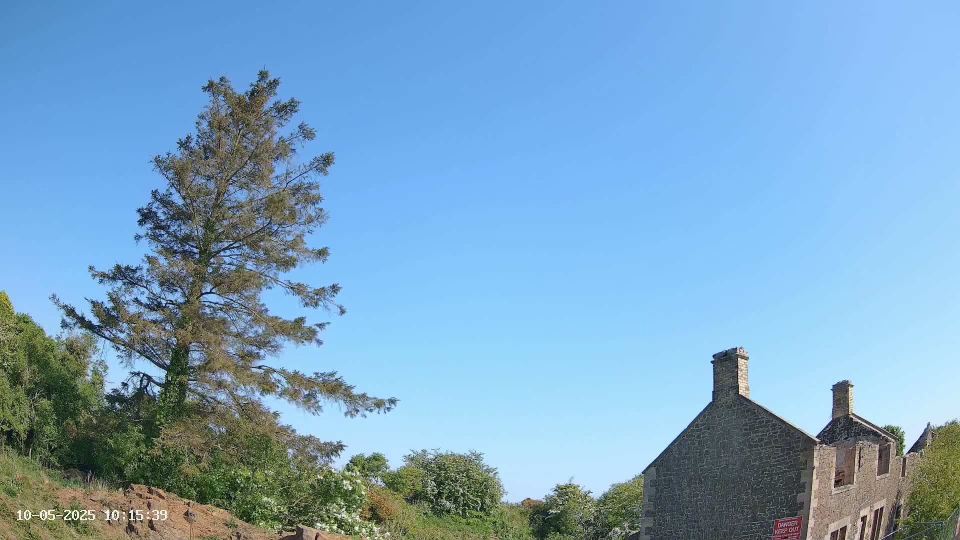 A tall evergreen tree stands to the left of a partially ruined stone building under a clear blue sky.