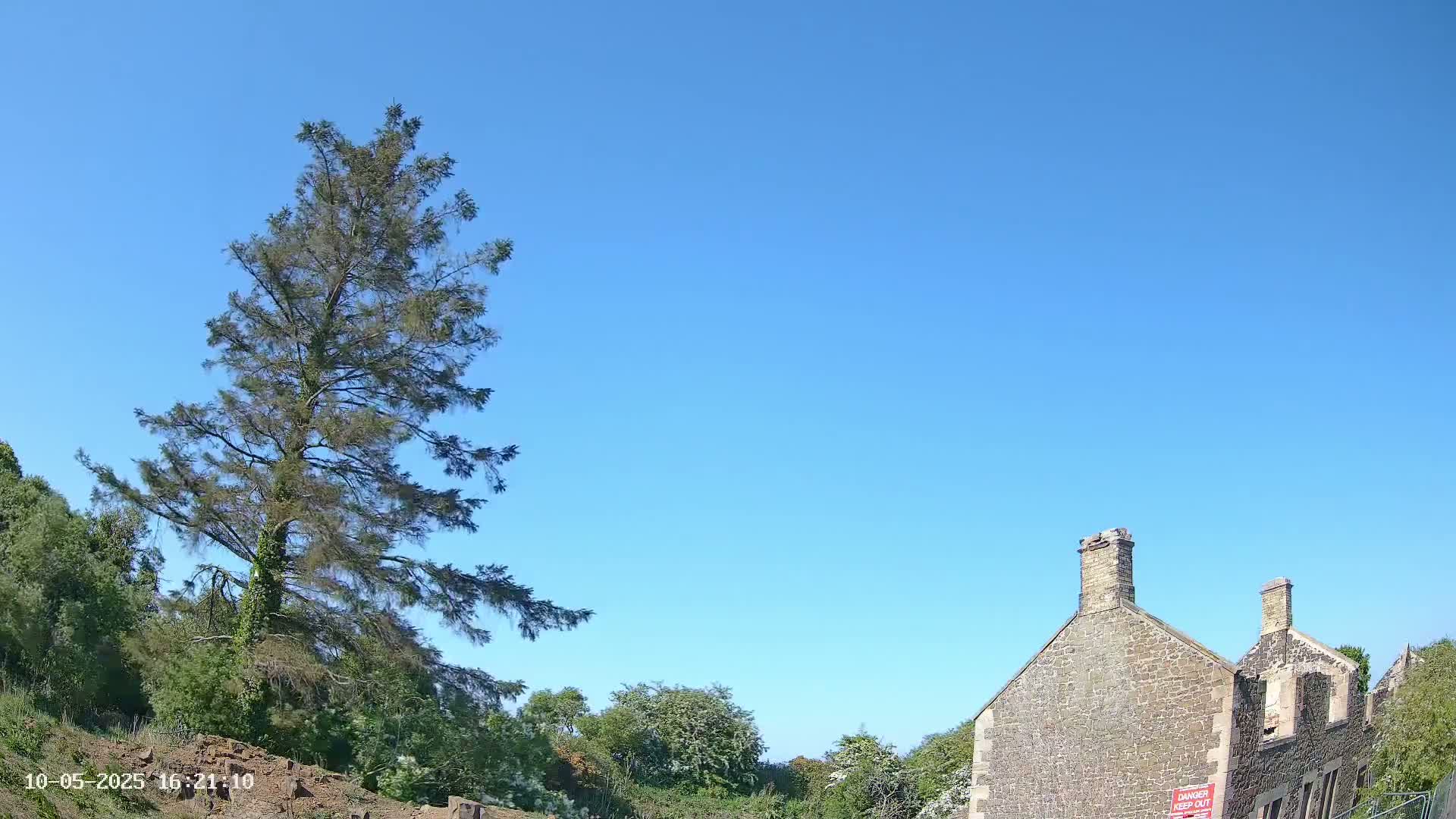 A tall, dark green evergreen tree stands to the left of a partially ruined stone building under a clear blue sky.