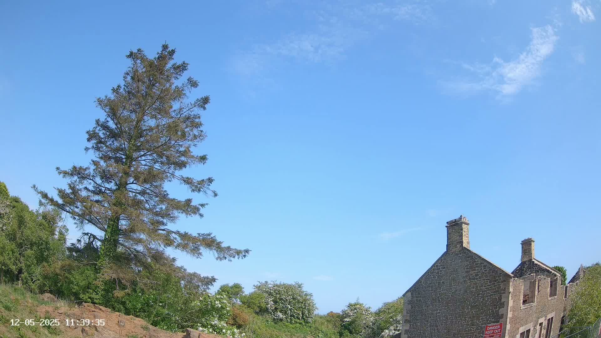 A tall, slender evergreen tree stands to the left of a partially ruined stone building under a mostly clear, bright blue sky.