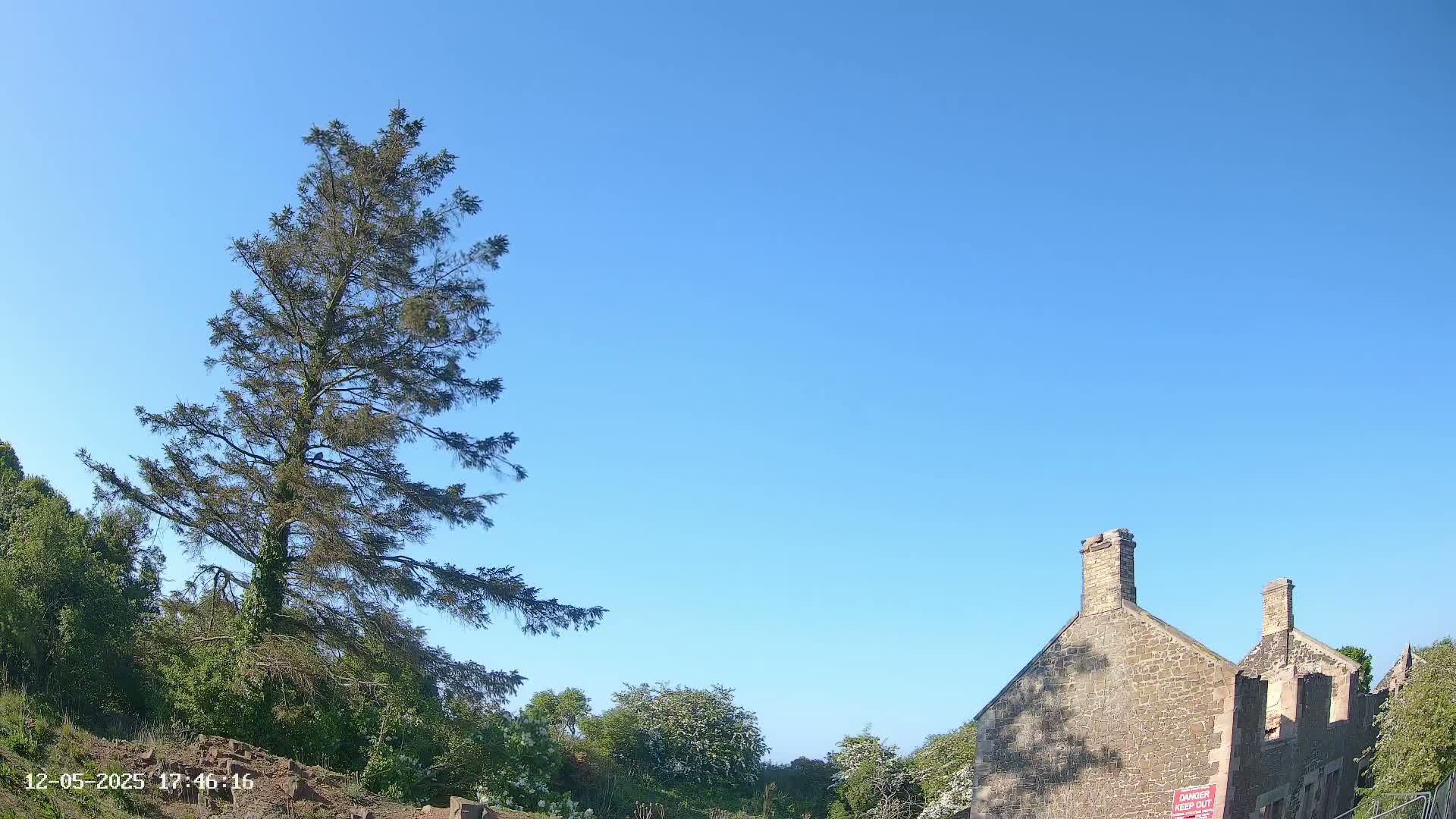 A tall evergreen tree stands to the left of a partially ruined stone building under a clear blue sky.