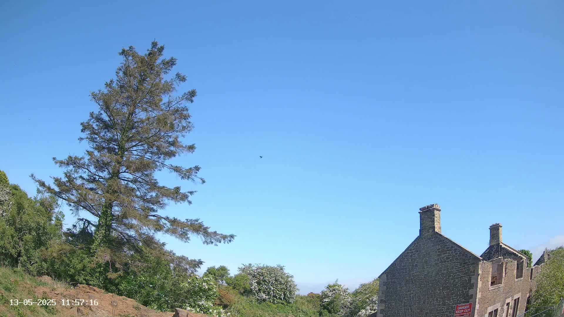 A tall, slender evergreen tree stands to the left of a partially ruined stone building under a clear blue sky.