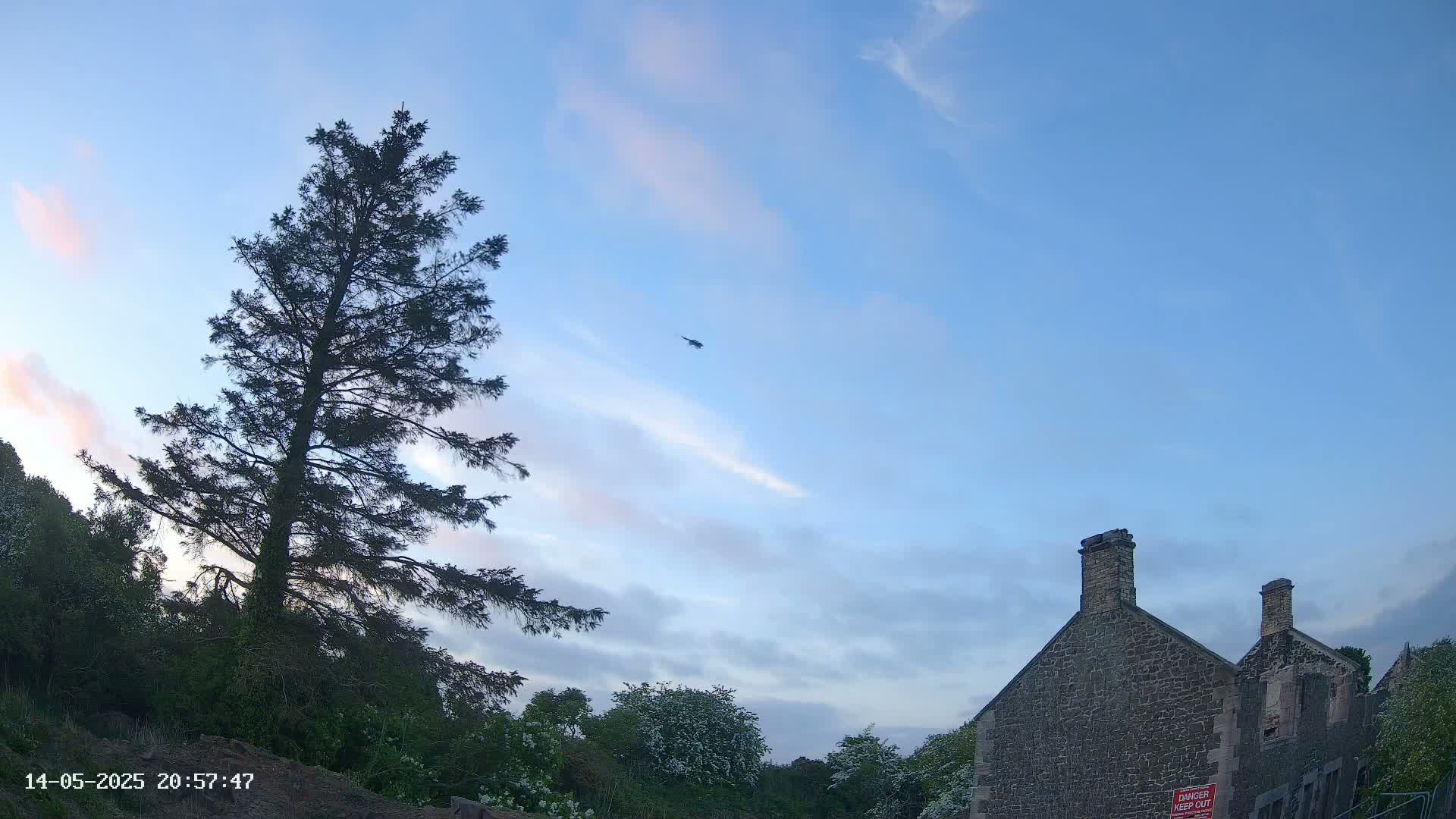 A tall evergreen tree stands near a stone building under a mostly clear, light blue sky with a helicopter flying high above.