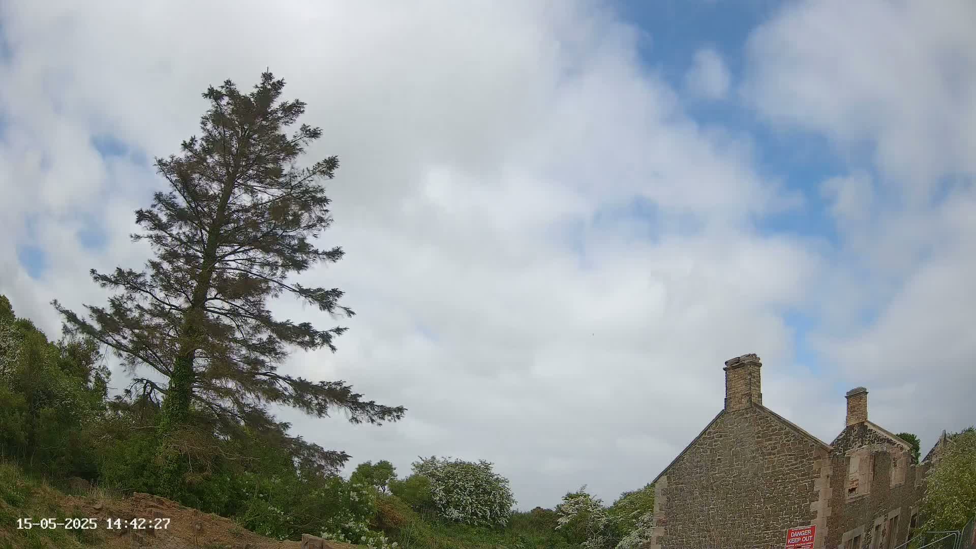 A tall, dark evergreen tree stands to the left of a partially ruined stone building under a partly cloudy sky.