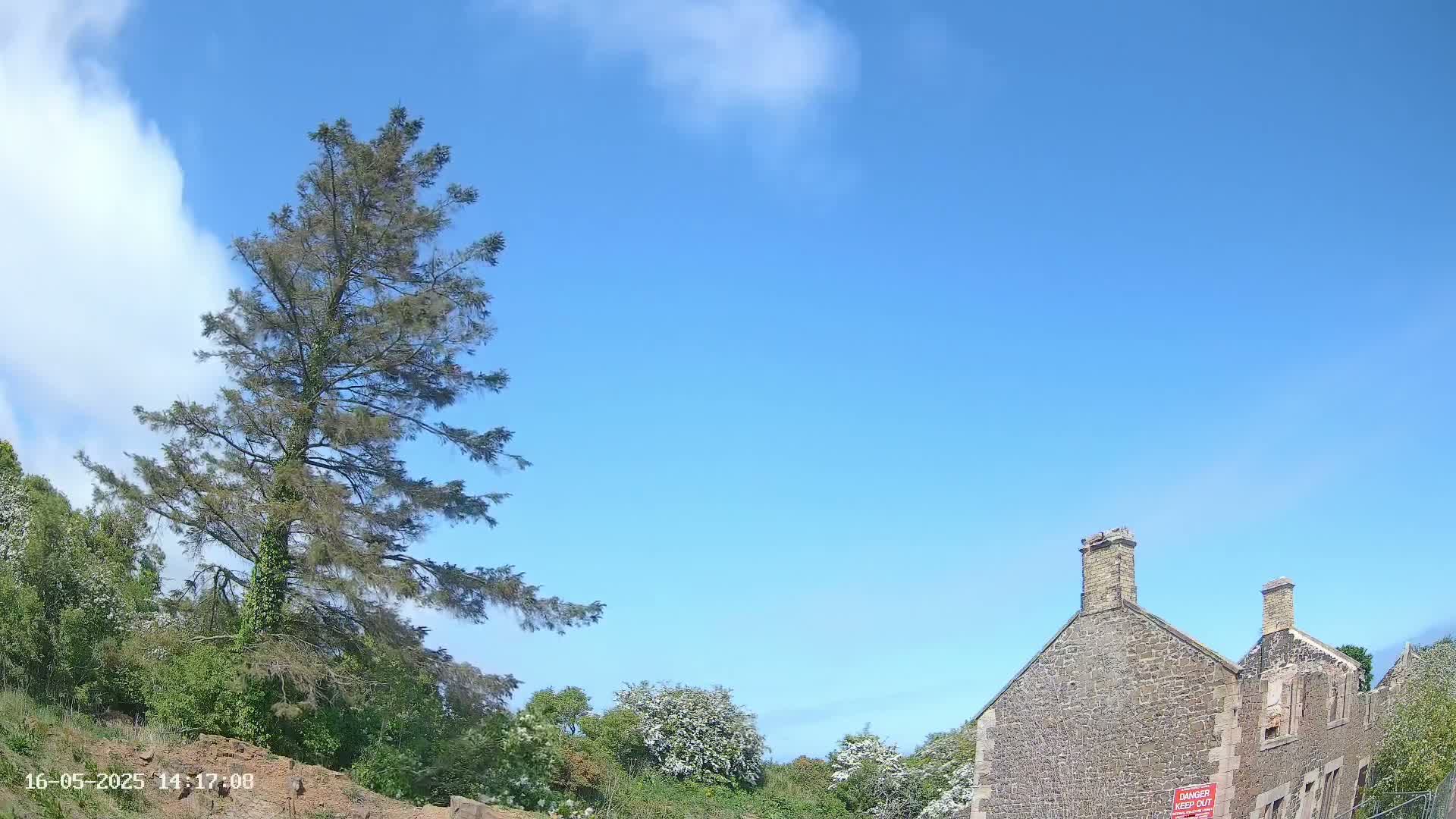 A tall, slender evergreen tree stands to the left of a partially ruined stone building under a mostly clear blue sky.