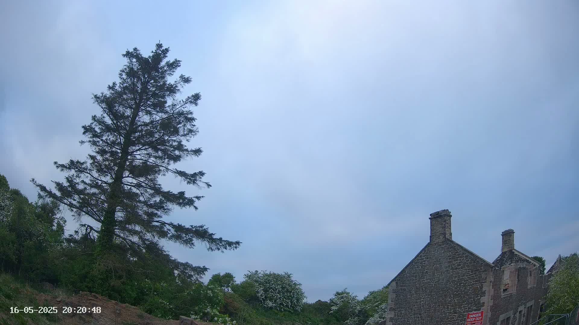 A tall evergreen tree stands to the left of a partially ruined stone building under a mostly clear, light-blue sky.
