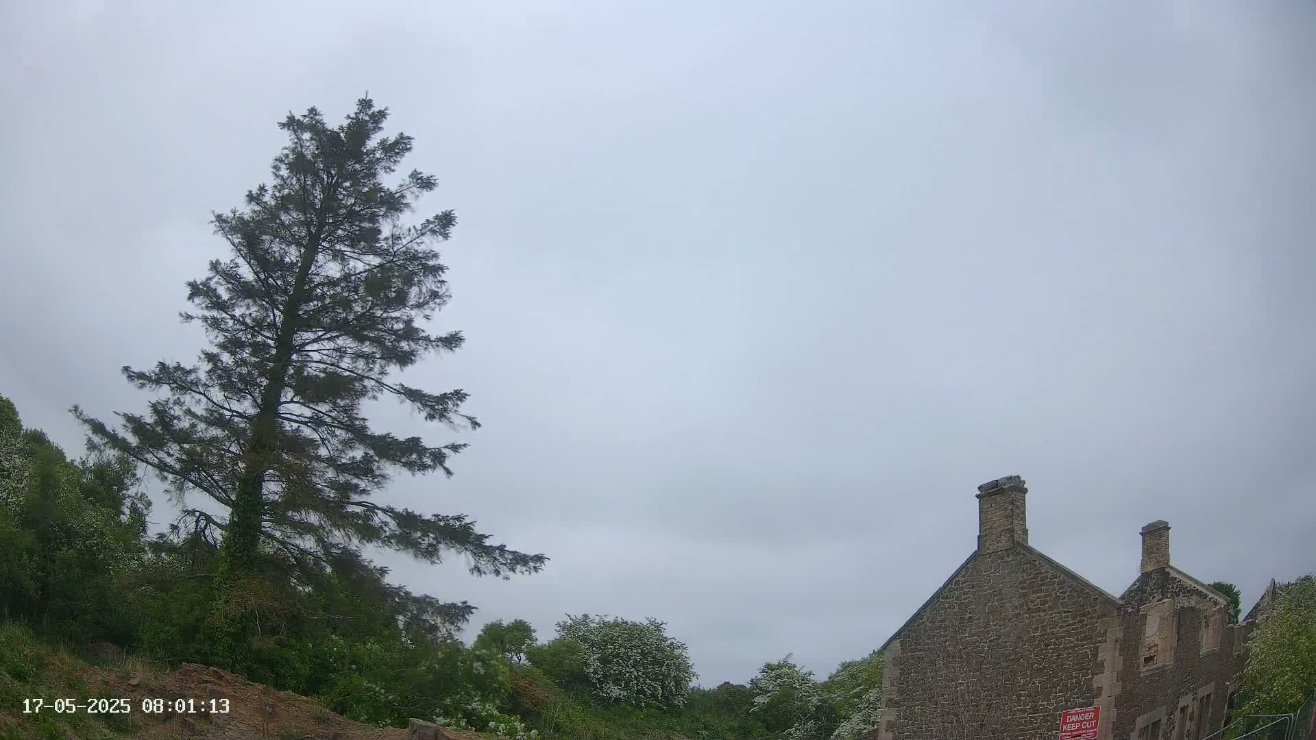 A tall evergreen tree stands to the left of a stone building under an overcast sky.