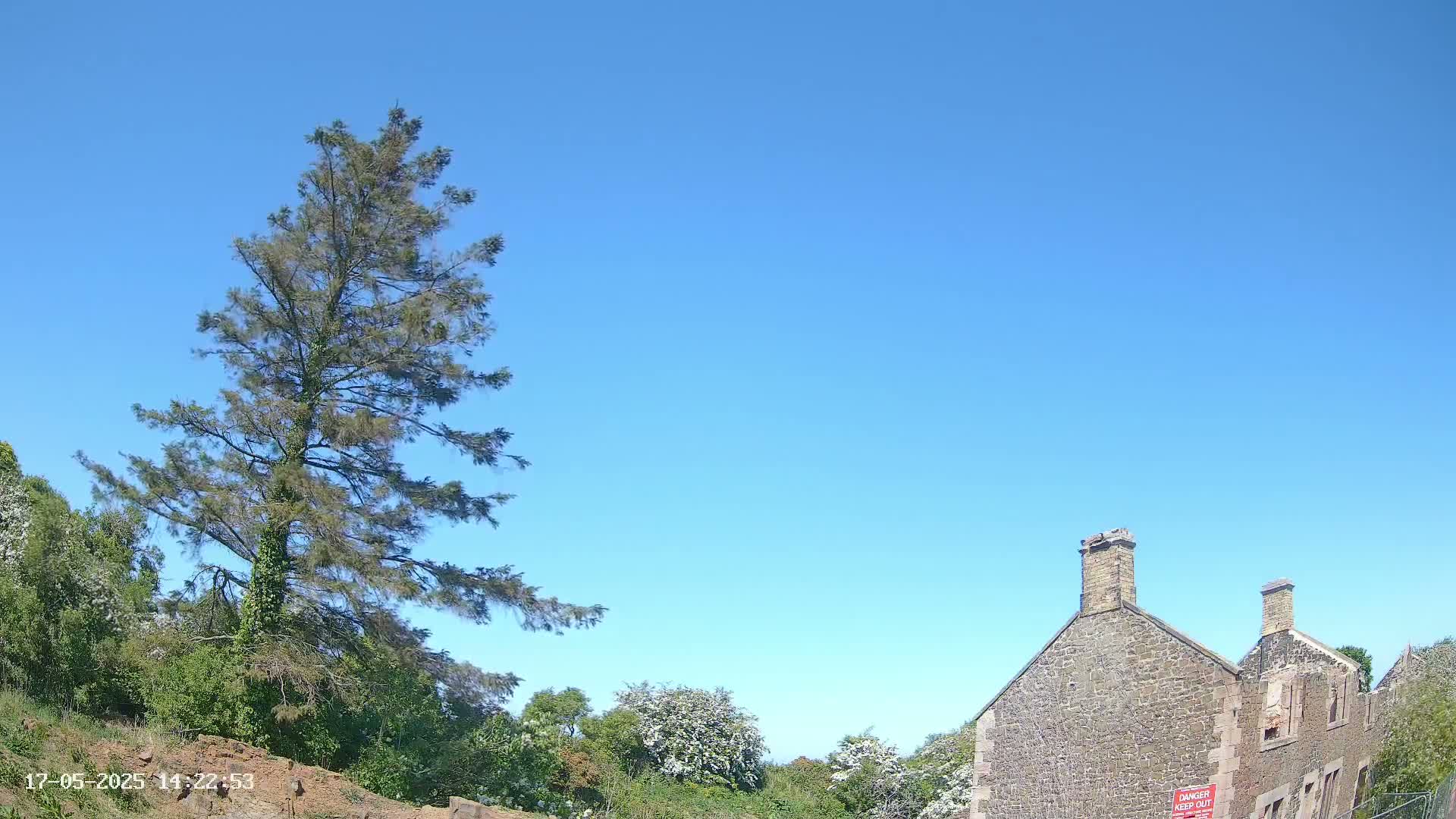 A tall, slender evergreen tree stands to the left of a partially ruined stone building under a clear blue sky.