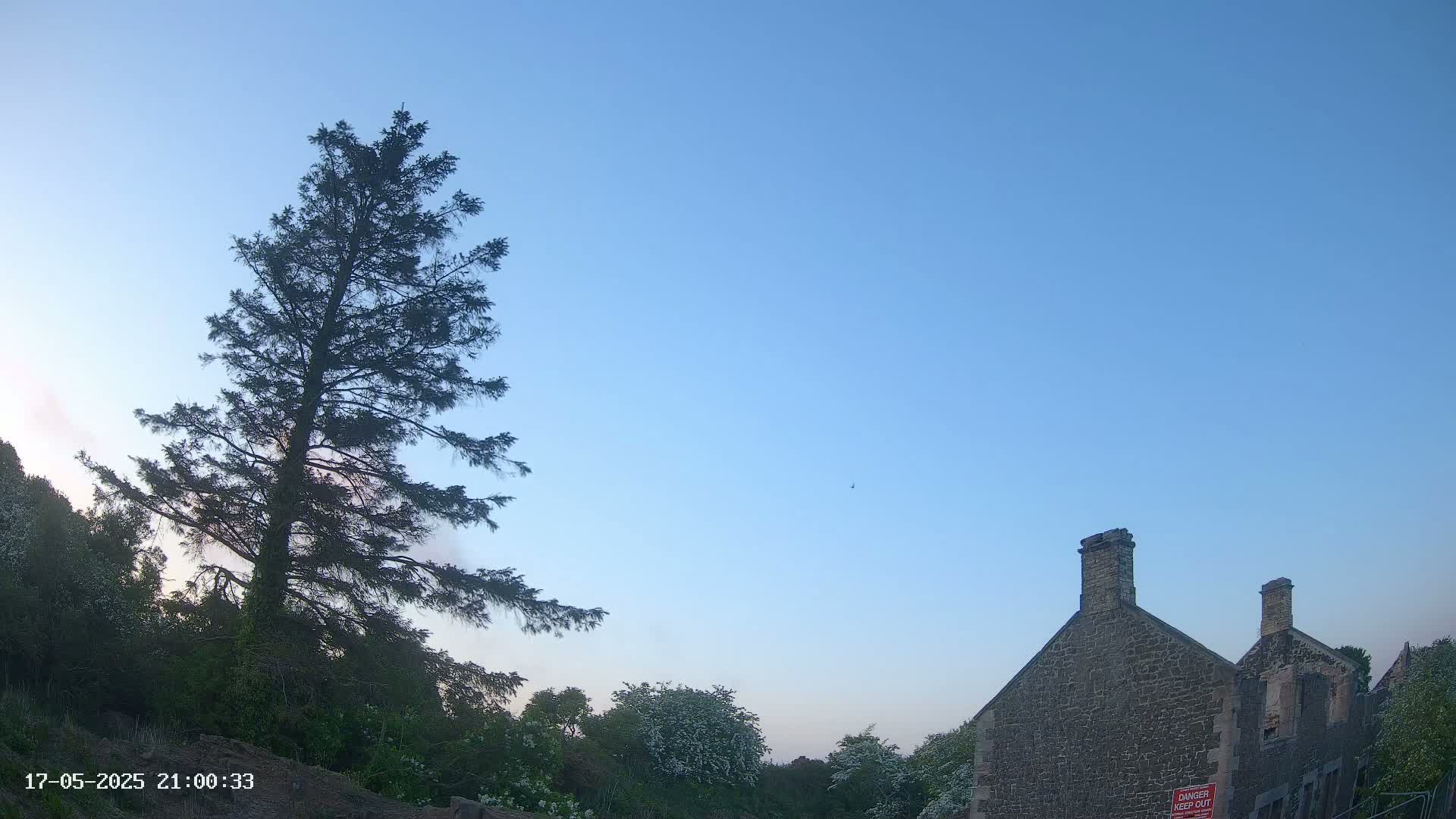 A tall evergreen tree stands to the left of a stone building under a clear blue sky.