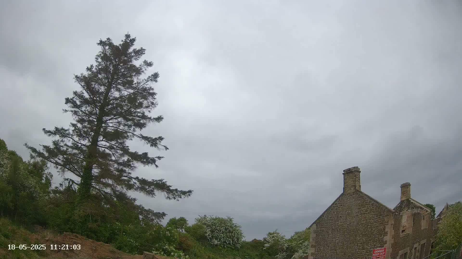 A tall pine tree stands to the left of a stone building under an overcast sky.