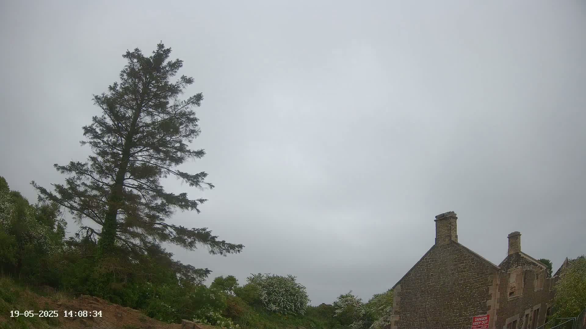 A tall evergreen tree stands to the left of a stone building under an overcast sky.