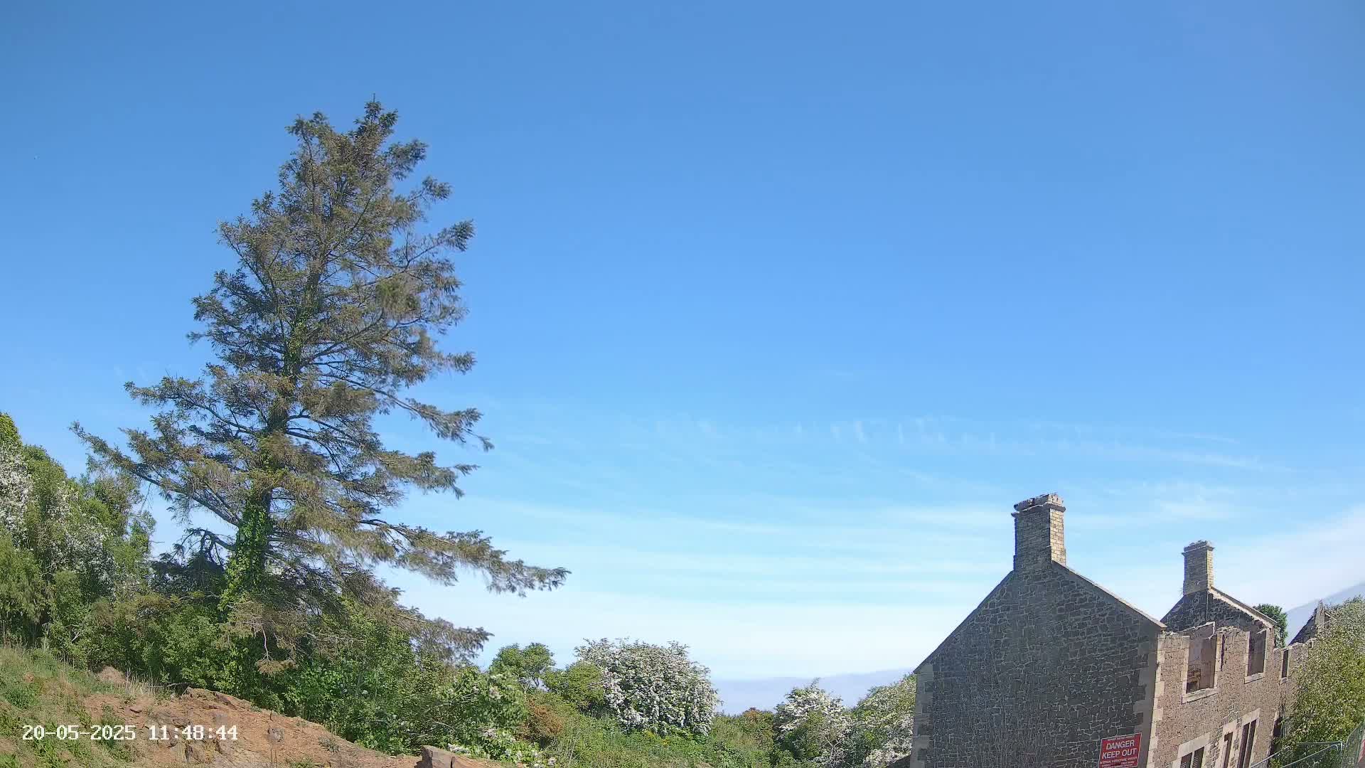 A tall evergreen tree stands to the left of a partially ruined stone building under a clear blue sky.