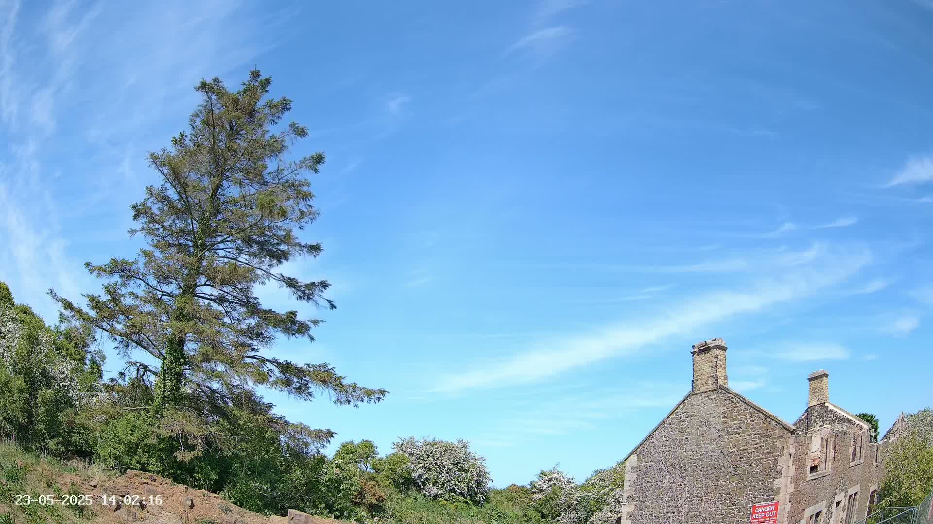 A tall evergreen tree stands to the left of a partially ruined stone building under a mostly clear, bright blue sky with wispy clouds.
