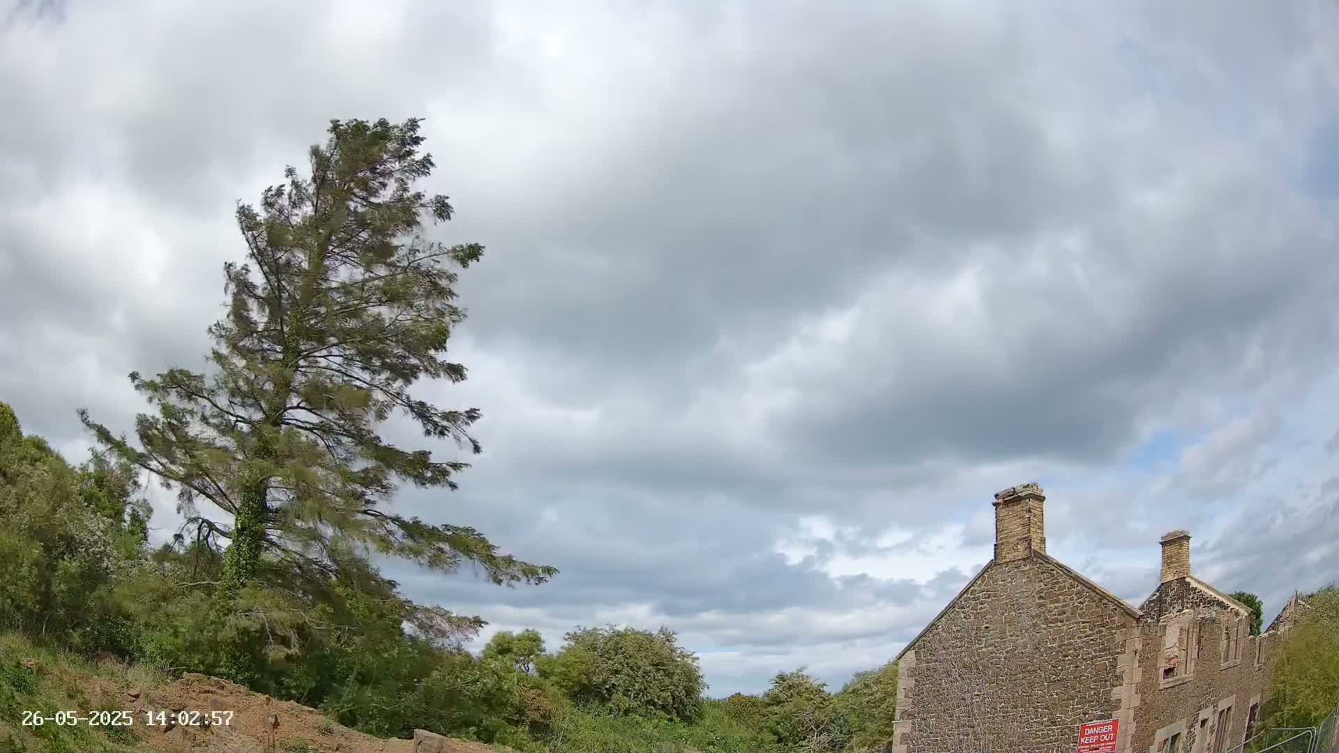 A tall, slender evergreen tree bends in the wind under a mostly cloudy sky, near a partially ruined stone building.