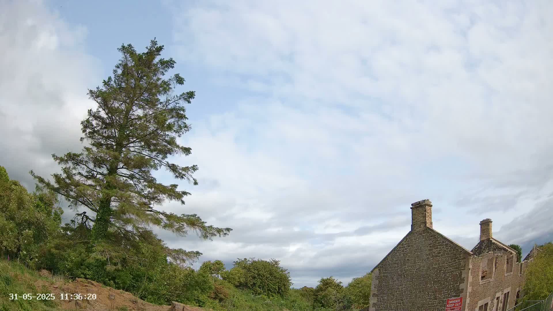 A tall evergreen tree stands to the left of a partially ruined stone building under a partly cloudy sky.