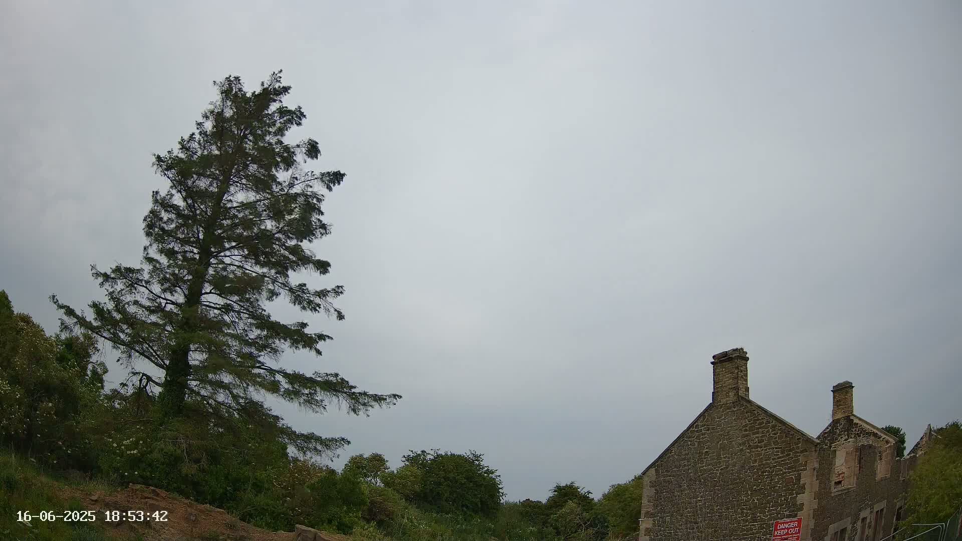 A tall, dark evergreen tree stands to the left of a partially ruined stone building under an overcast sky.