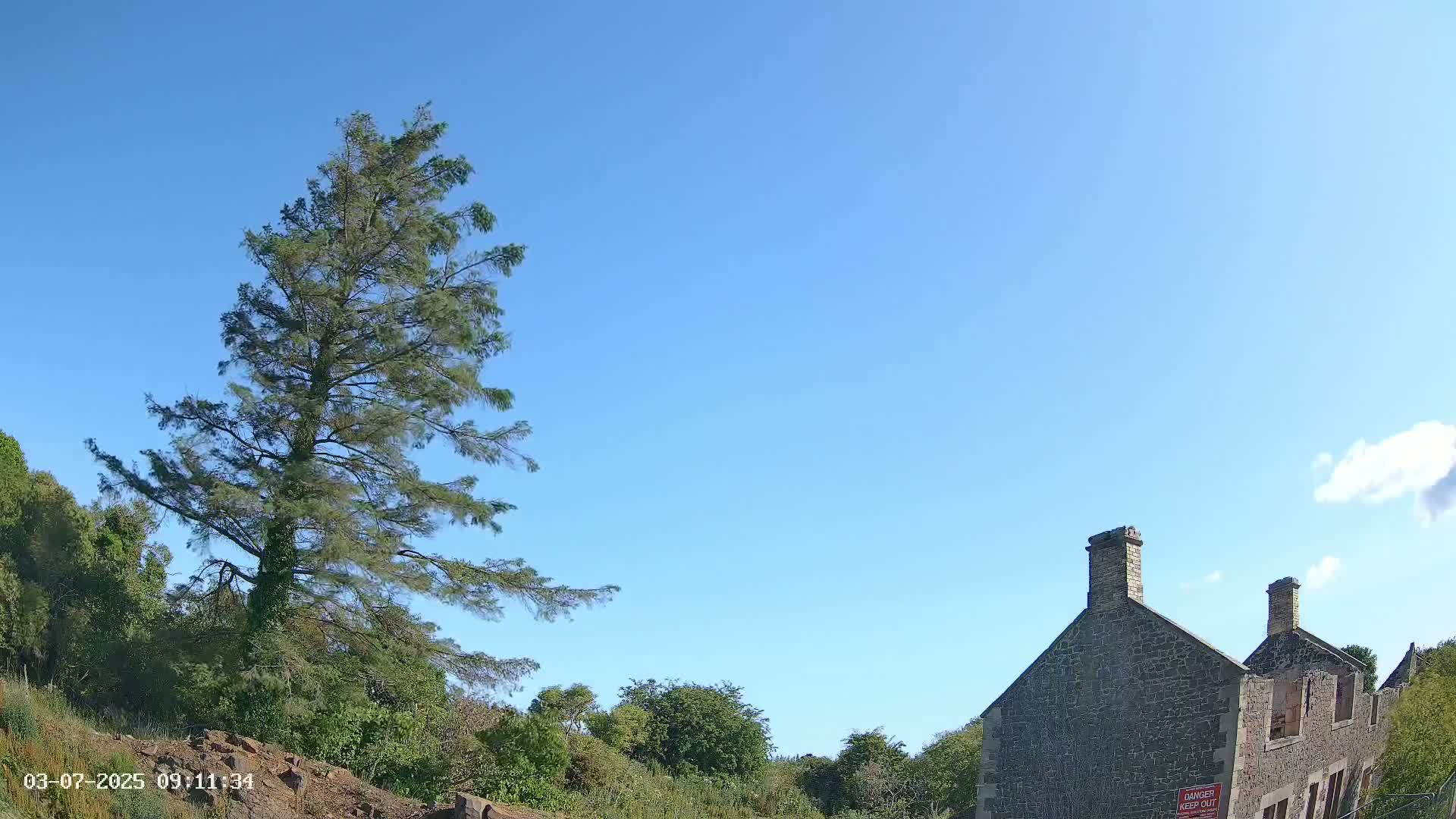 A tall evergreen tree stands to the left of a partially ruined stone building under a clear blue sky.