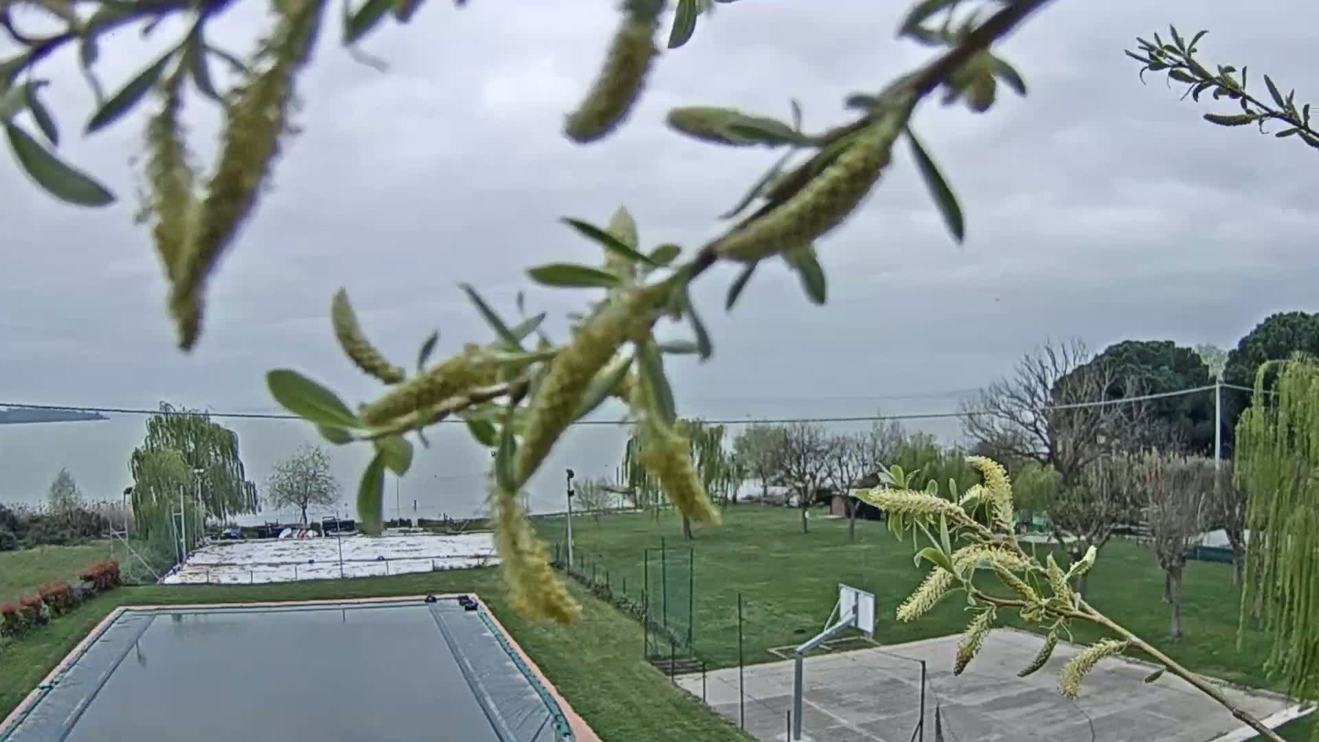 A covered swimming pool and basketball court are situated on a grassy area overlooking a calm body of water under an overcast sky, partially obscured by a flowering willow branch in the foreground.