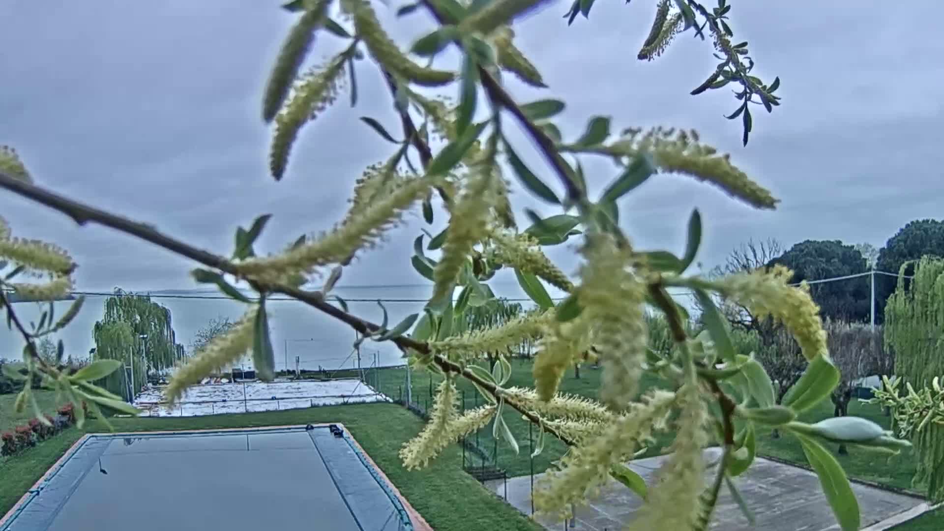 A swimming pool and tennis courts are visible through the branches of a flowering willow tree on an overcast day.