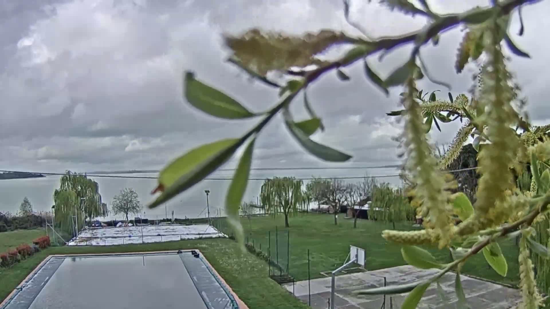 An overcast day reveals a pool, a basketball court, and a body of water in the distance, partially obscured by a flowering branch in the foreground.