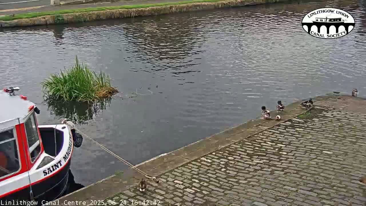 A canal boat is moored next to a cobblestone path where several ducks are gathered, with calm water visible in the background.