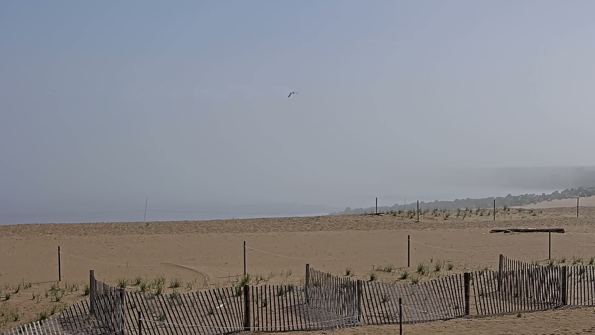 A hazy, light-colored beach with a low wooden fence, sparse vegetation, and a bird flying in the distance.