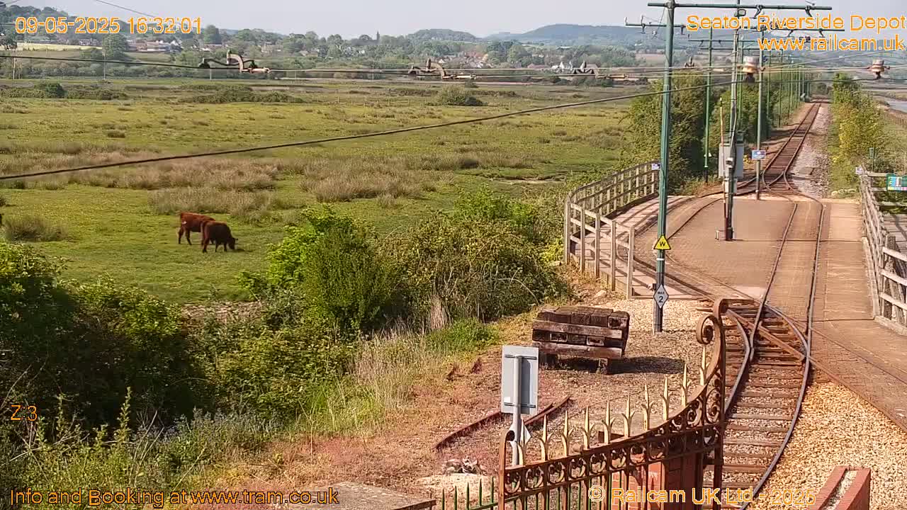 Two brown cows graze in a field beside a railway line on a sunny day.