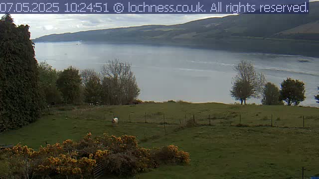 A sheep grazes in a grassy field overlooking a calm, gray-toned loch nestled between rolling hills under a mostly cloudy sky.