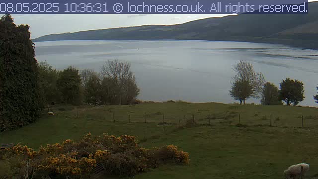 A grassy field with a few sheep overlooks a calm, gray body of water and distant hills under an overcast sky.