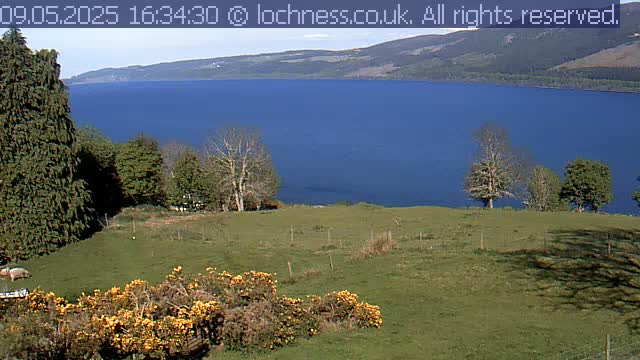 A grassy field with some trees and yellow flowering bushes overlooks a calm, deep blue lake and distant mountains under a mostly clear sky.
