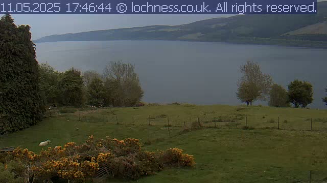 A sheep grazes in a grassy field overlooking a calm lake and distant hills under an overcast sky.