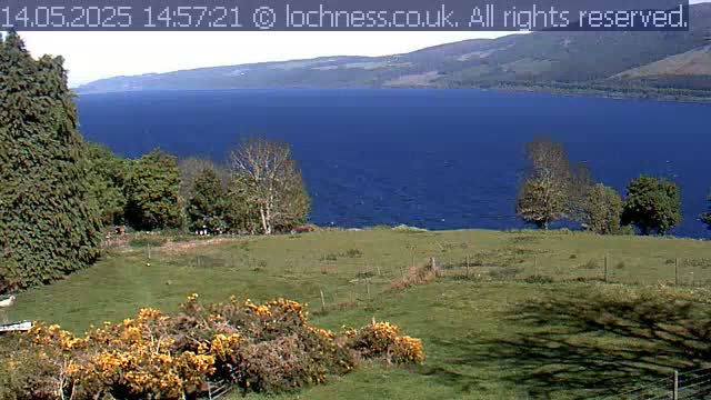 A grassy field with yellow flowering bushes slopes down to a calm, dark-blue lake, beyond which are low, rolling hills under a clear sky.
