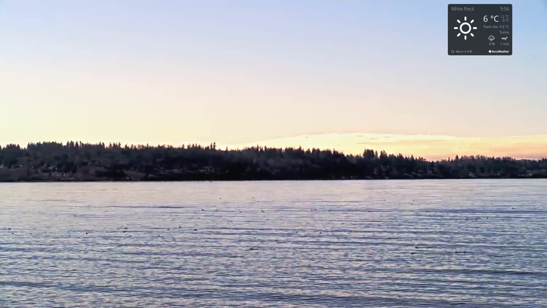 A calm body of water with a few birds on its surface sits before a line of trees under a pale sunrise sky.