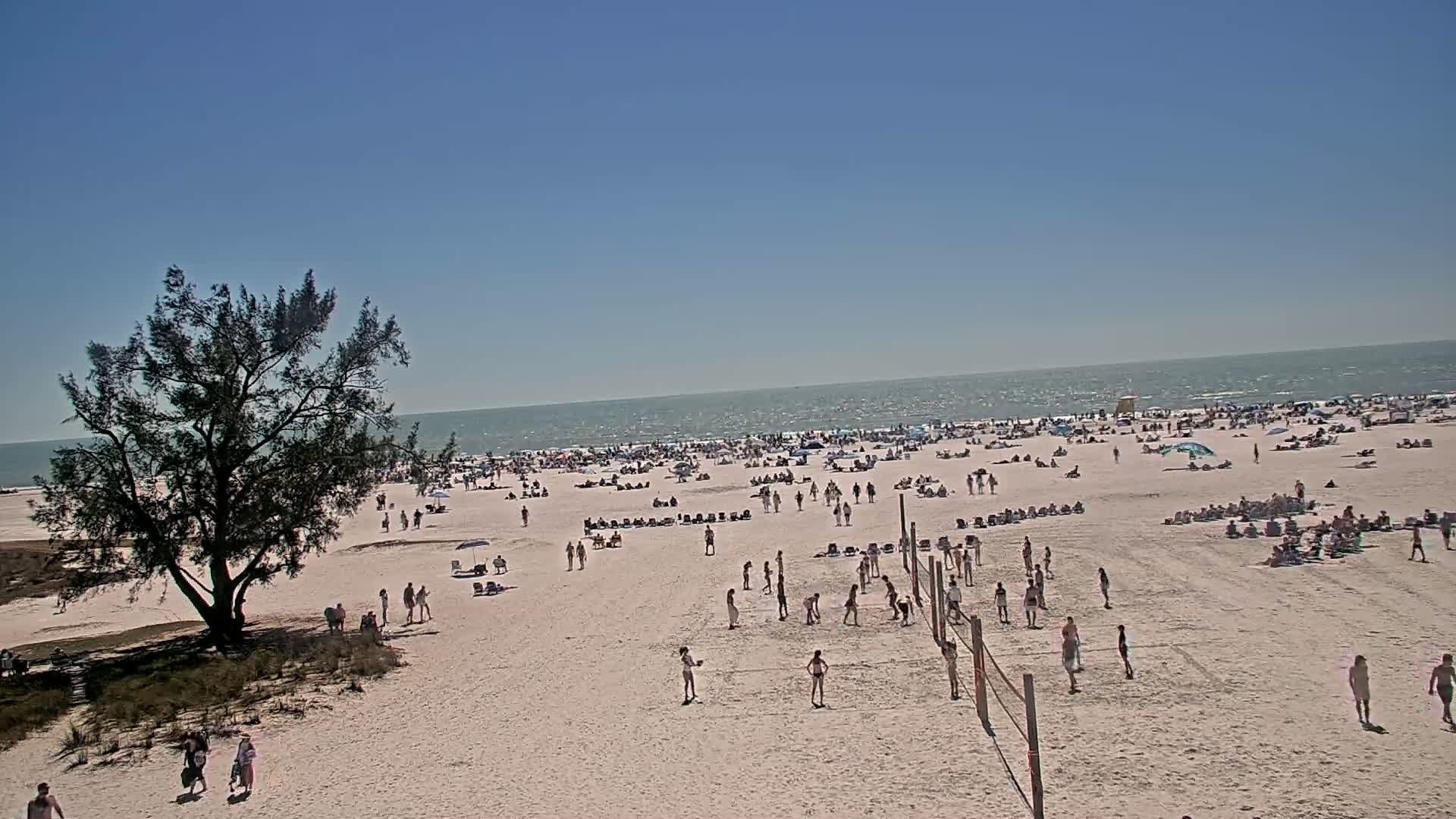 A sunny day at a beach shows many people sunbathing, swimming, and playing volleyball near a lone tree.